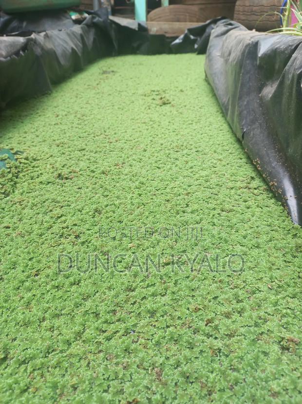 Azolla Feed Supplement - main view