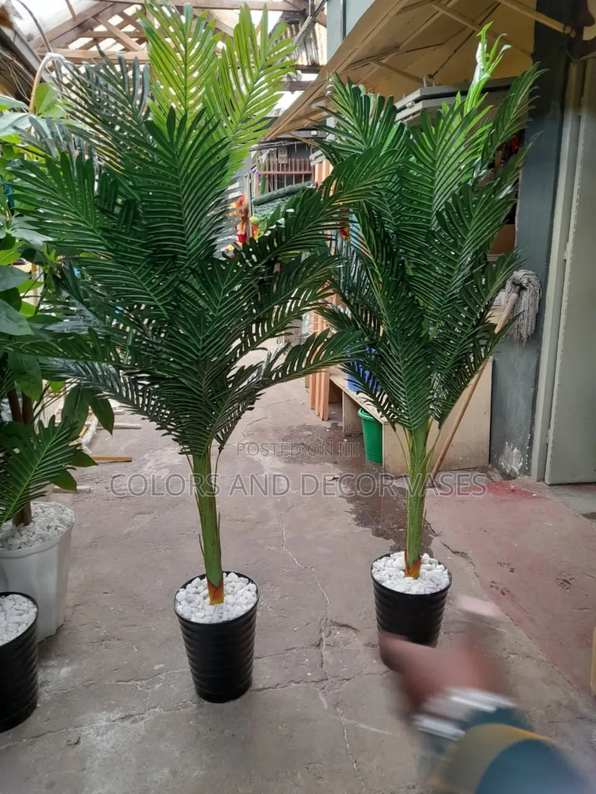 1.6m Tall Palm Trees on Offer