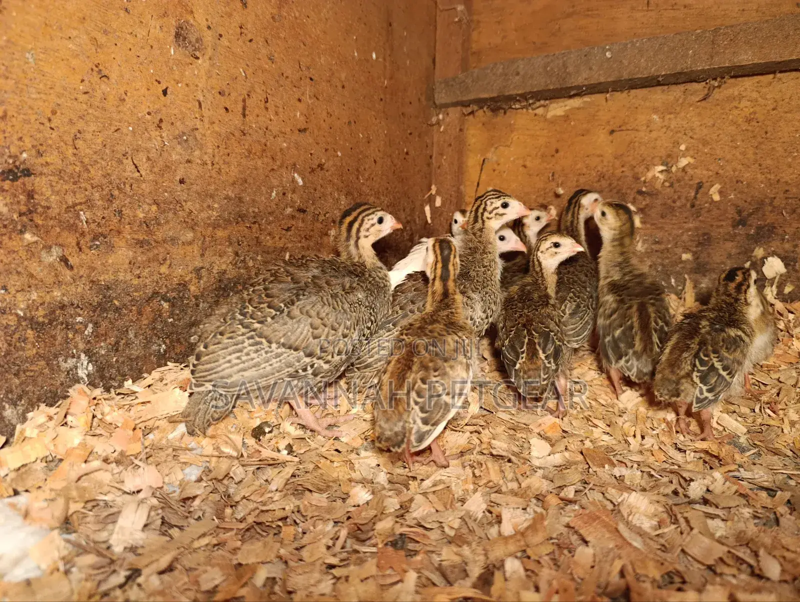 Helmeted Guineafowl Chicks (Numida Meleagris) for Sale