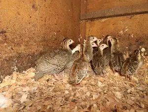 Helmeted Guineafowl Chicks (Numida Meleagris) for Sale