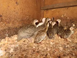Helmeted Guineafowl Chicks (Numida Meleagris) for Sale