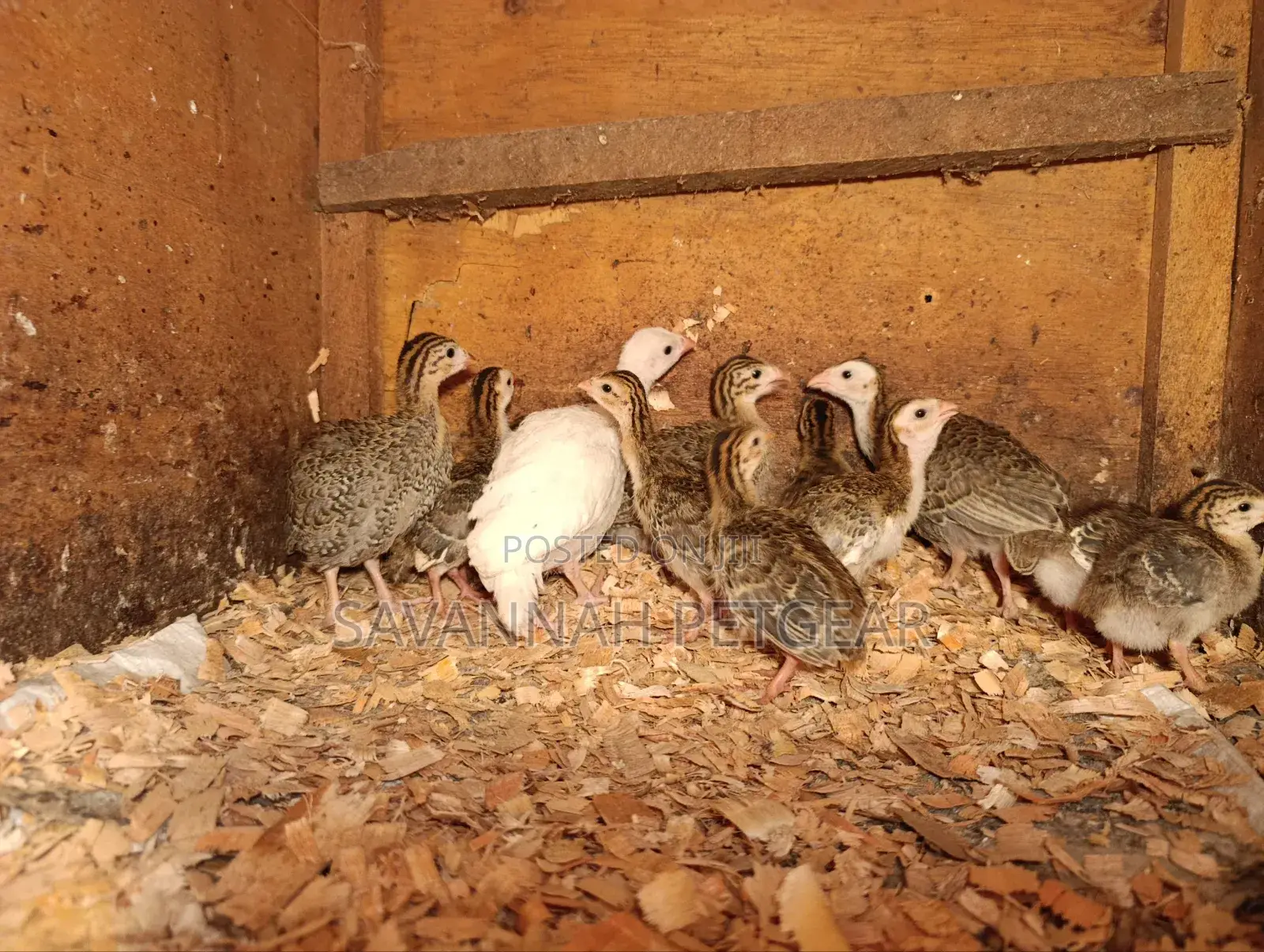 Helmeted Guineafowl Chicks (Numida Meleagris) for Sale