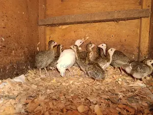 Helmeted Guineafowl Chicks (Numida Meleagris) for Sale