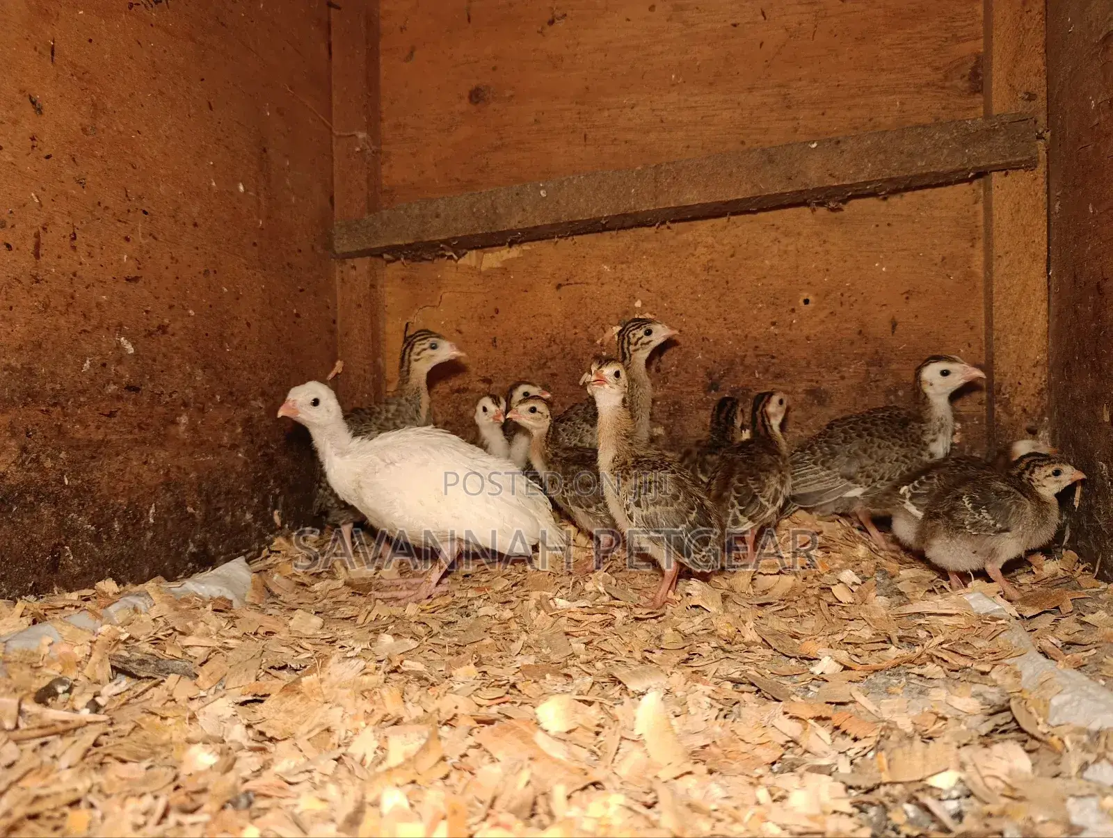 Helmeted Guineafowl Chicks (Numida Meleagris) for Sale