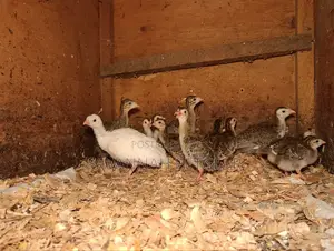 Helmeted Guineafowl Chicks (Numida Meleagris) for Sale