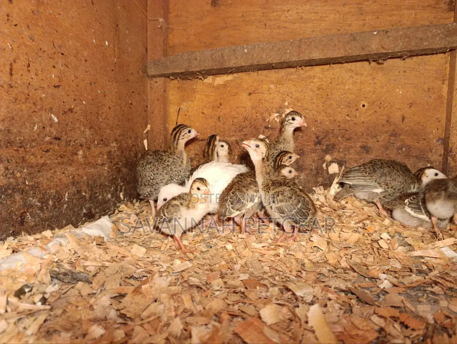 Helmeted Guineafowl Chicks (Numida Meleagris) for Sale