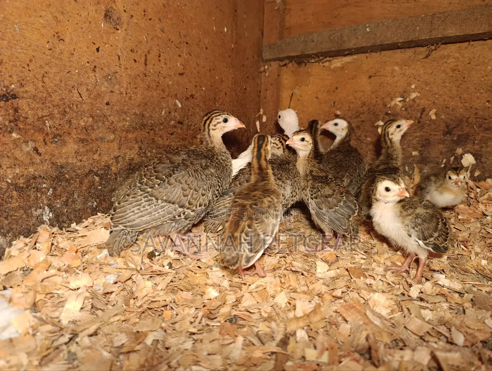 Helmeted Guineafowl Chicks (Numida Meleagris) for Sale