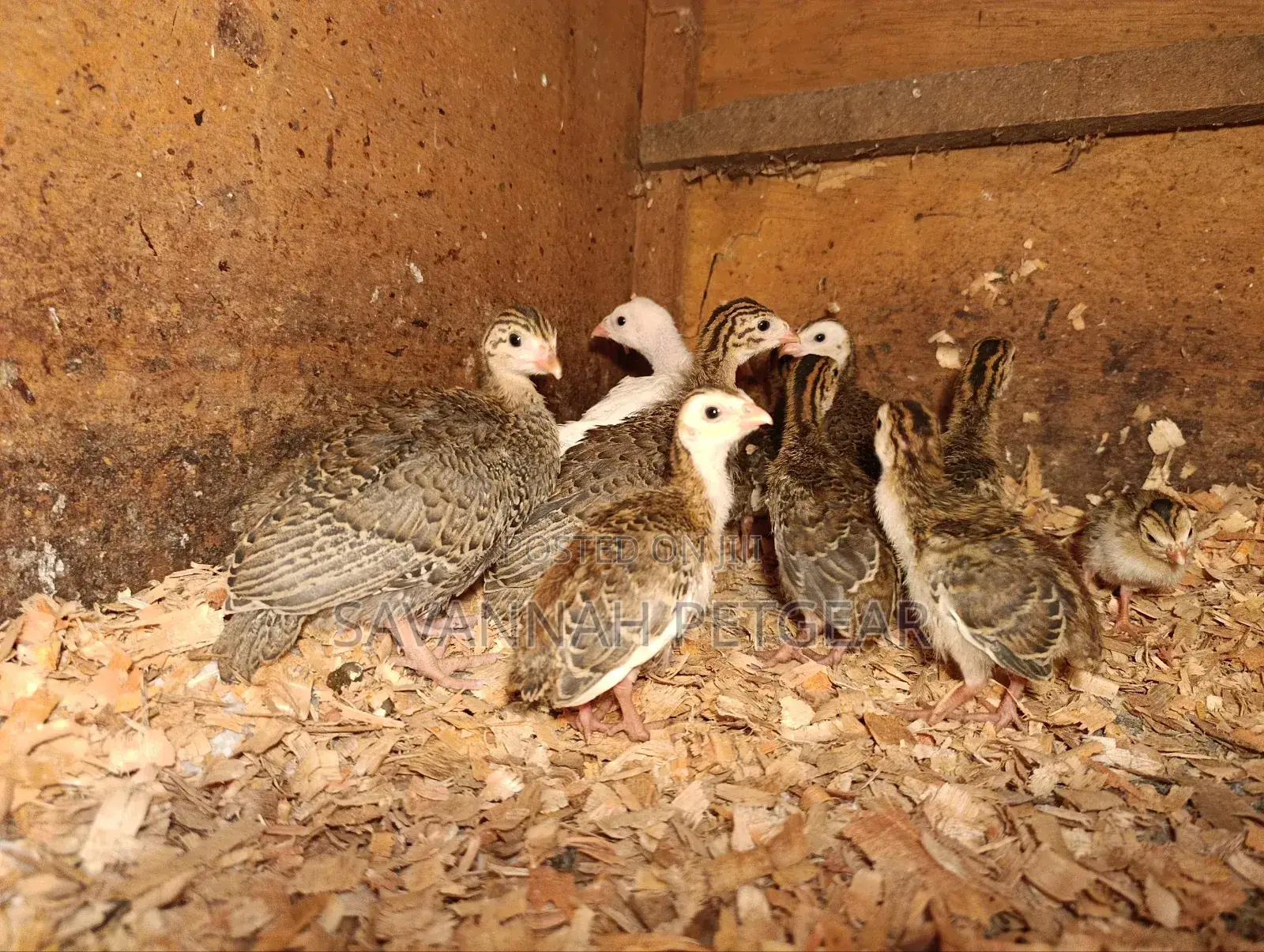 Helmeted Guineafowl Chicks (Numida Meleagris) for Sale