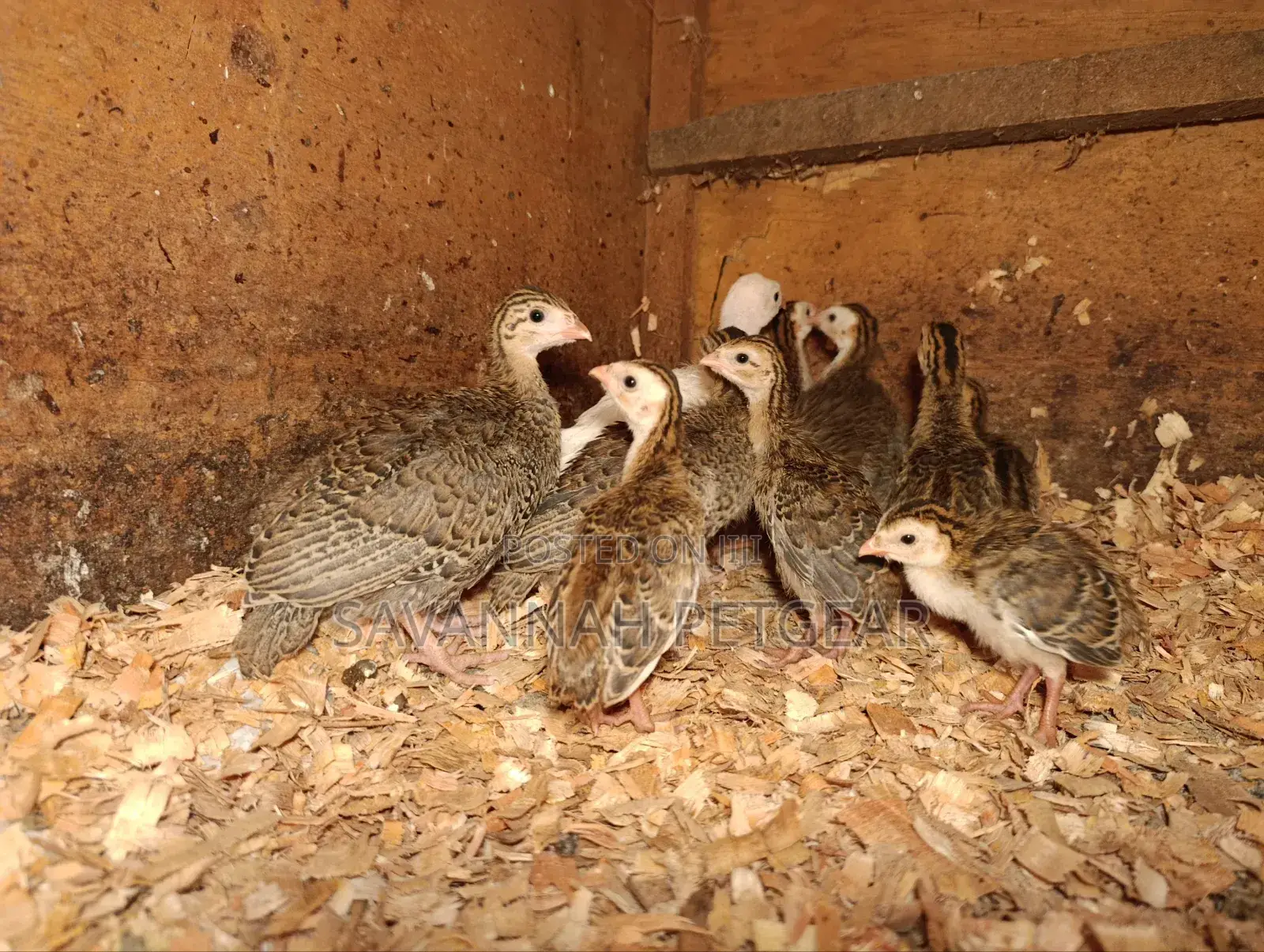 Helmeted Guineafowl Chicks (Numida Meleagris) for Sale