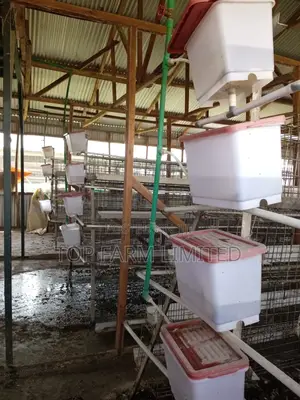 Cages (Layers)