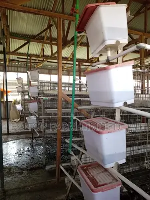 Cages (Layers)