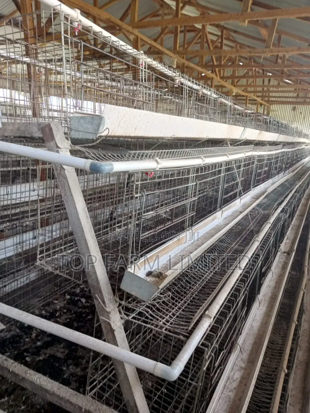 Cages (Layers)