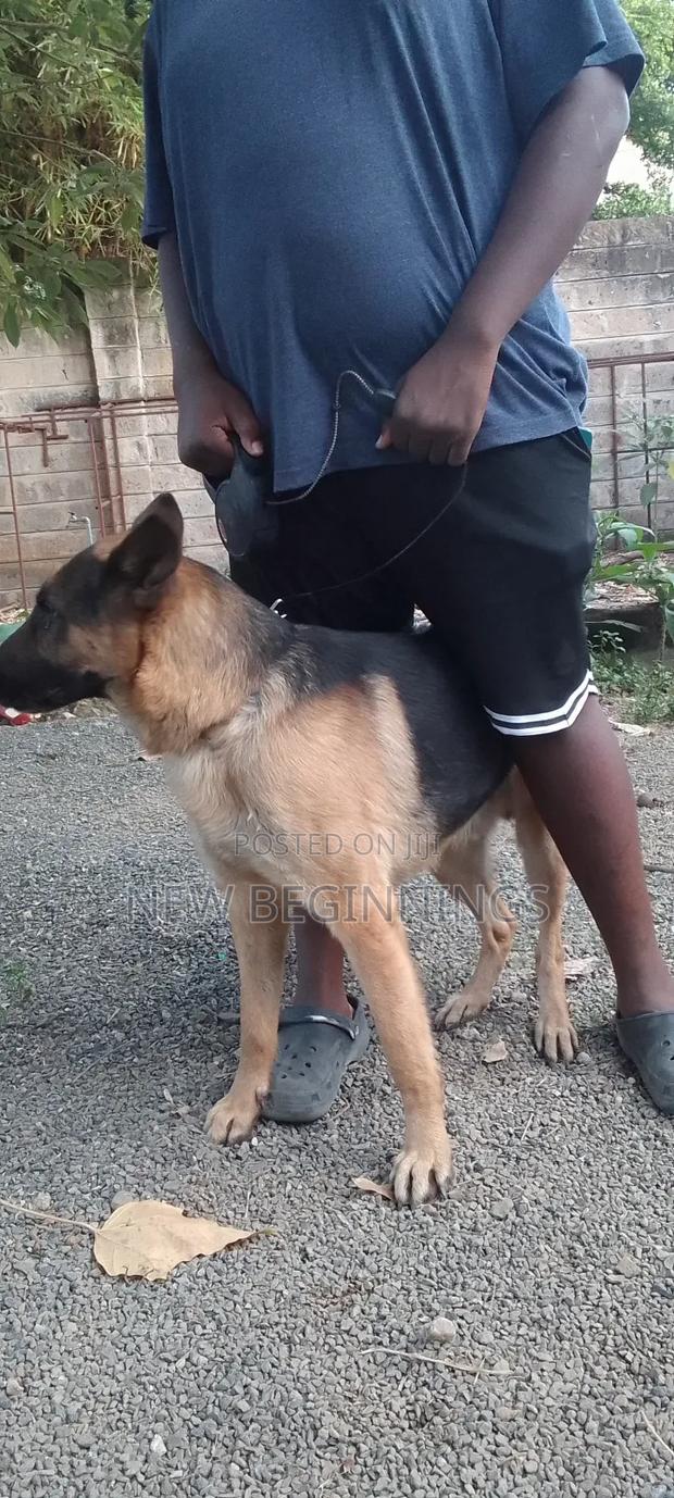 6-12 months Male Purebred German Shepherd - main view