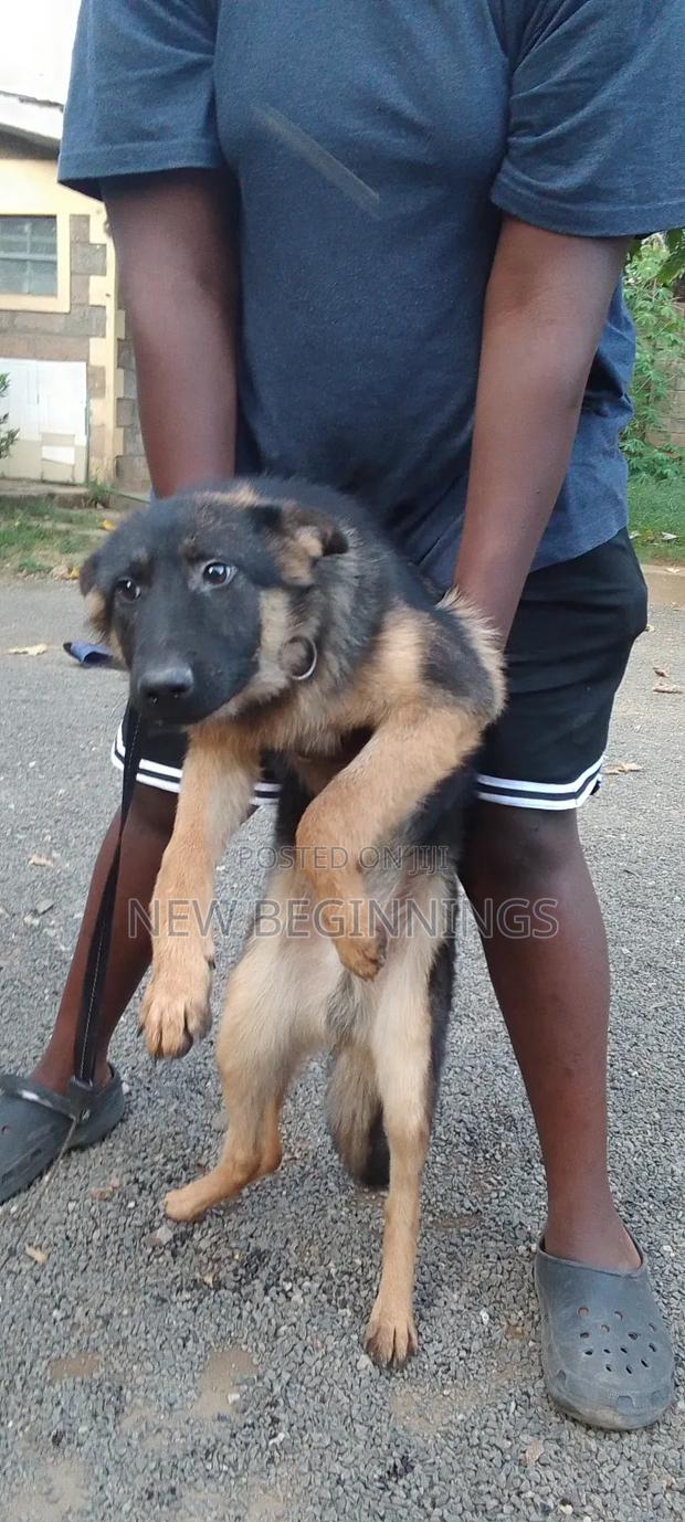 6-12 months Male Purebred German Shepherd - thumbnail 2