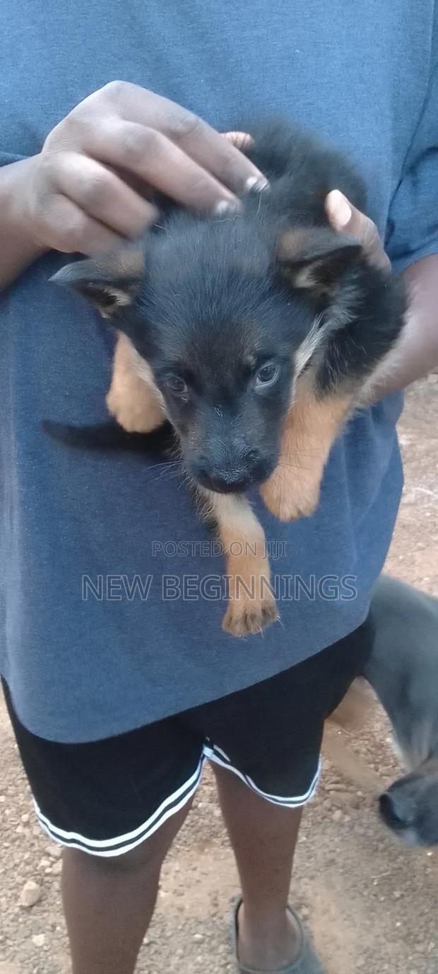 6-12 months Male Purebred German Shepherd - thumbnail 3