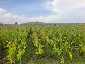 Ngobit 20 Acres
