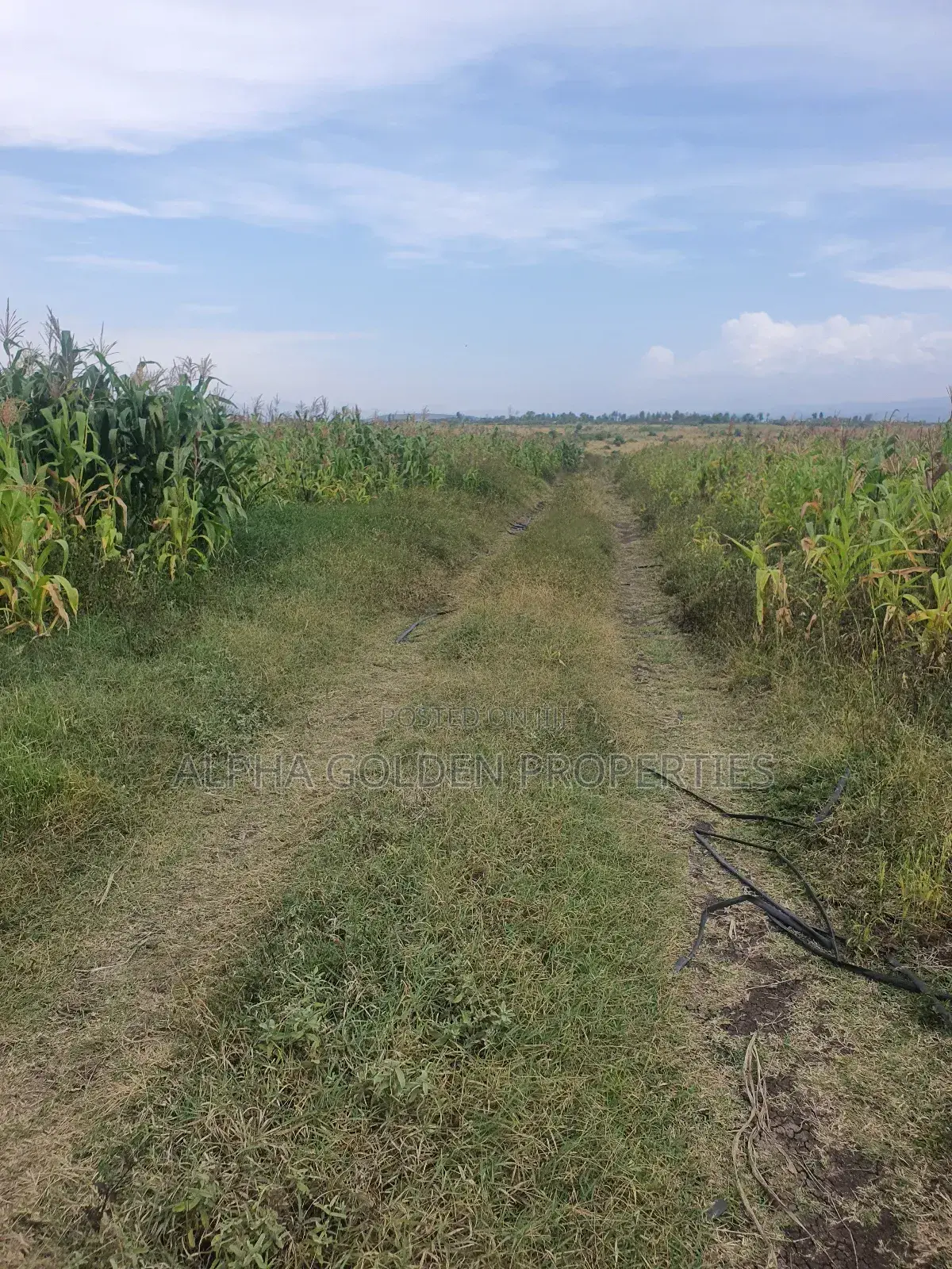 Ngobit 20 Acres