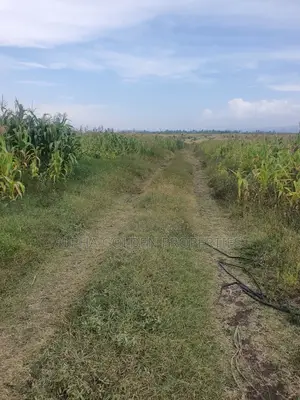 Ngobit 20 Acres