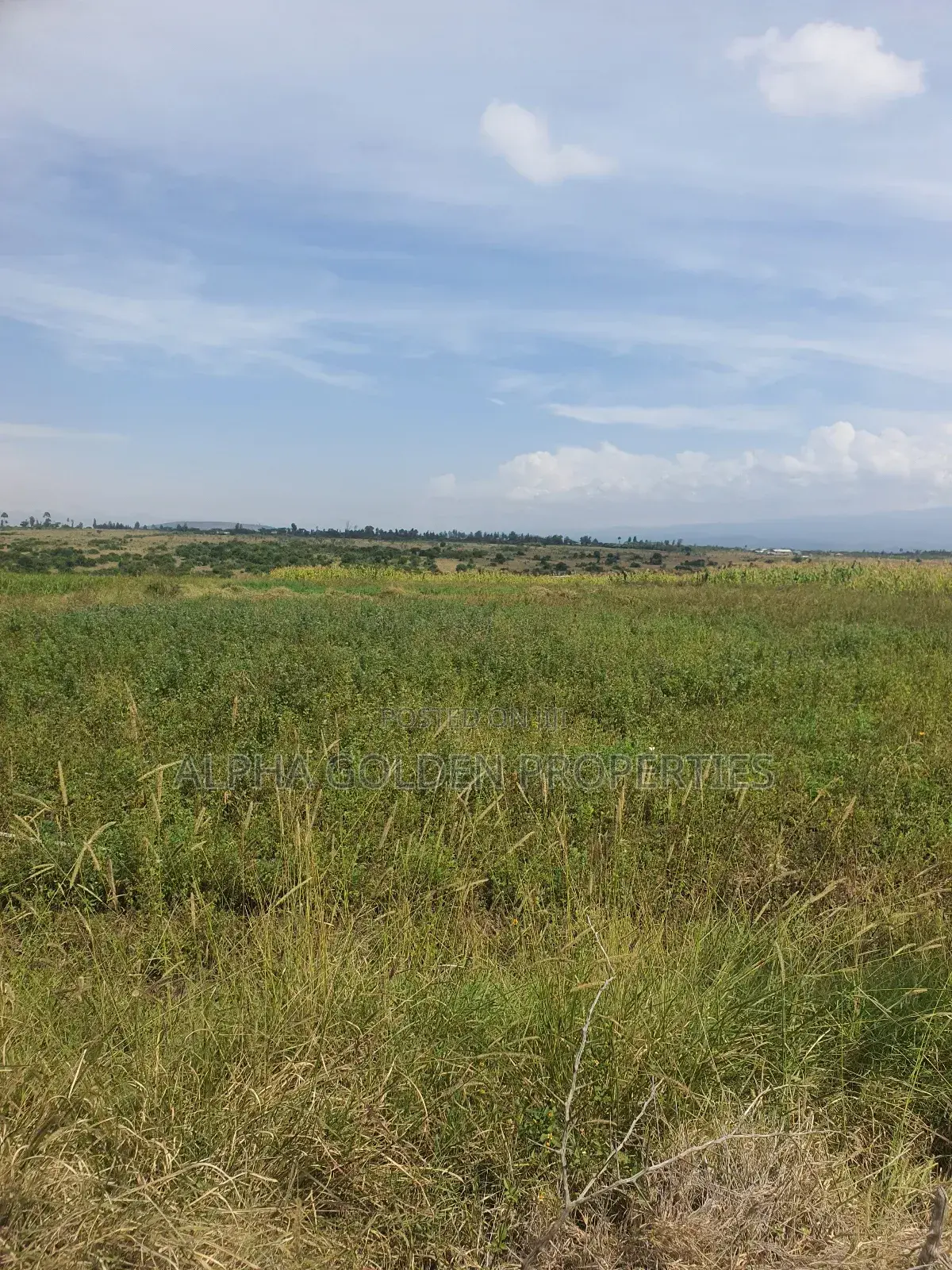 Ngobit 20 Acres