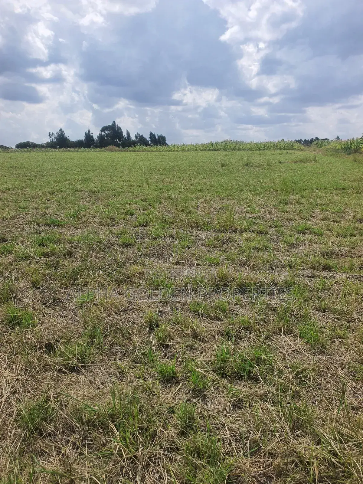 Ngobit 20 Acres