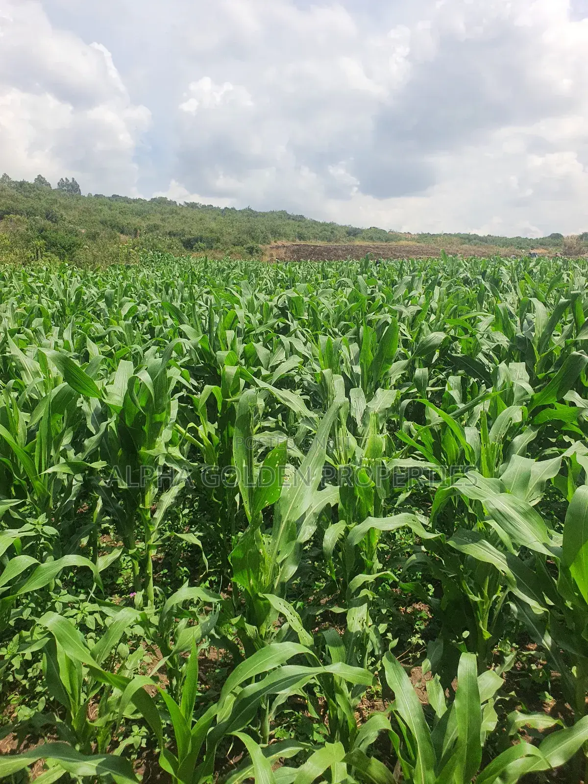 Ngobit 19 Acres Touching River