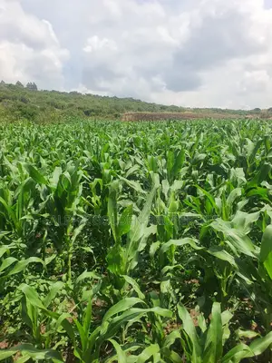 Ngobit 19 Acres Touching River