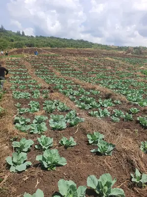 Ngobit 19 Acres Touching River