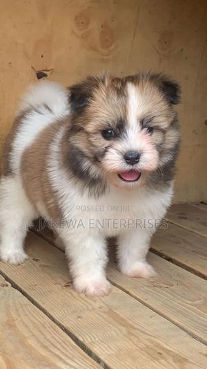 1-3 months Male Purebred Havanese - main view
