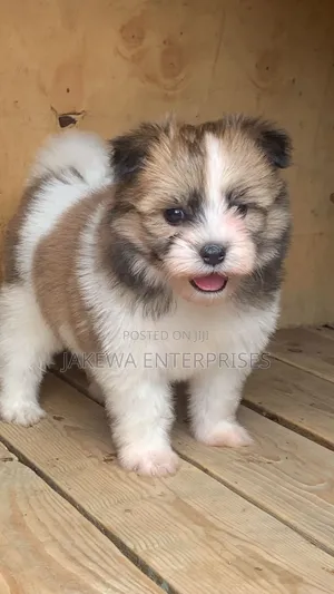 1-3 months Male Purebred Havanese