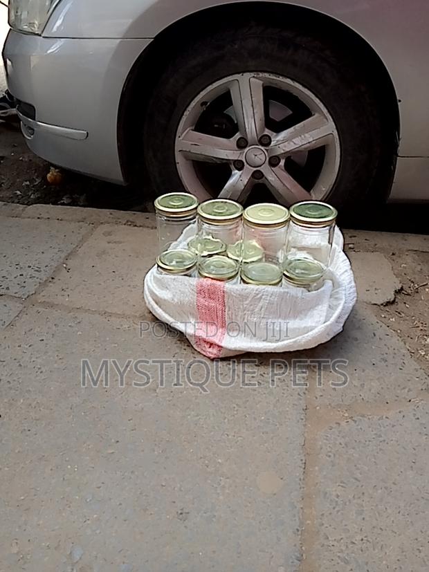 Kitchen Containers