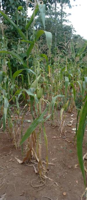Two Acre Land for Sale - thumbnail 2