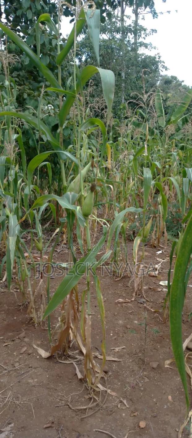 Two Acre Land for Sale - main view