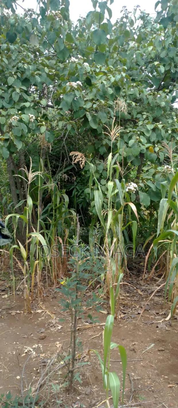 Two Acre Land for Sale - thumbnail 2