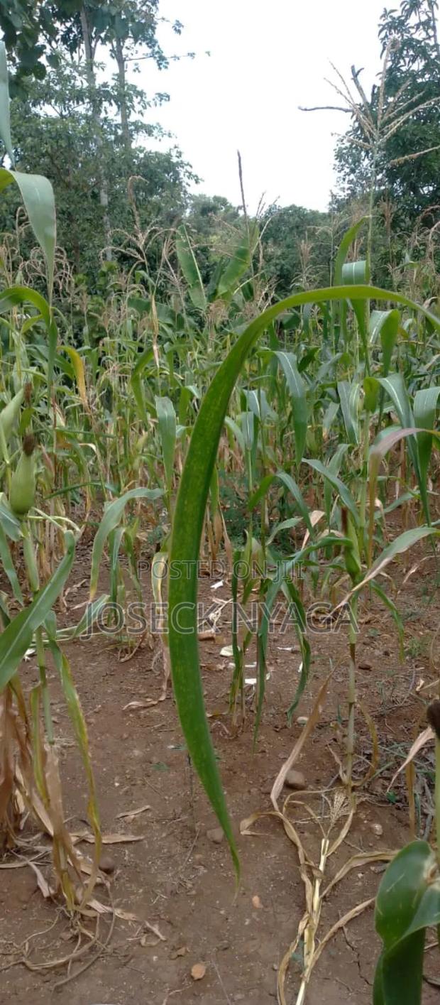 Two Acre Land for Sale - thumbnail 3