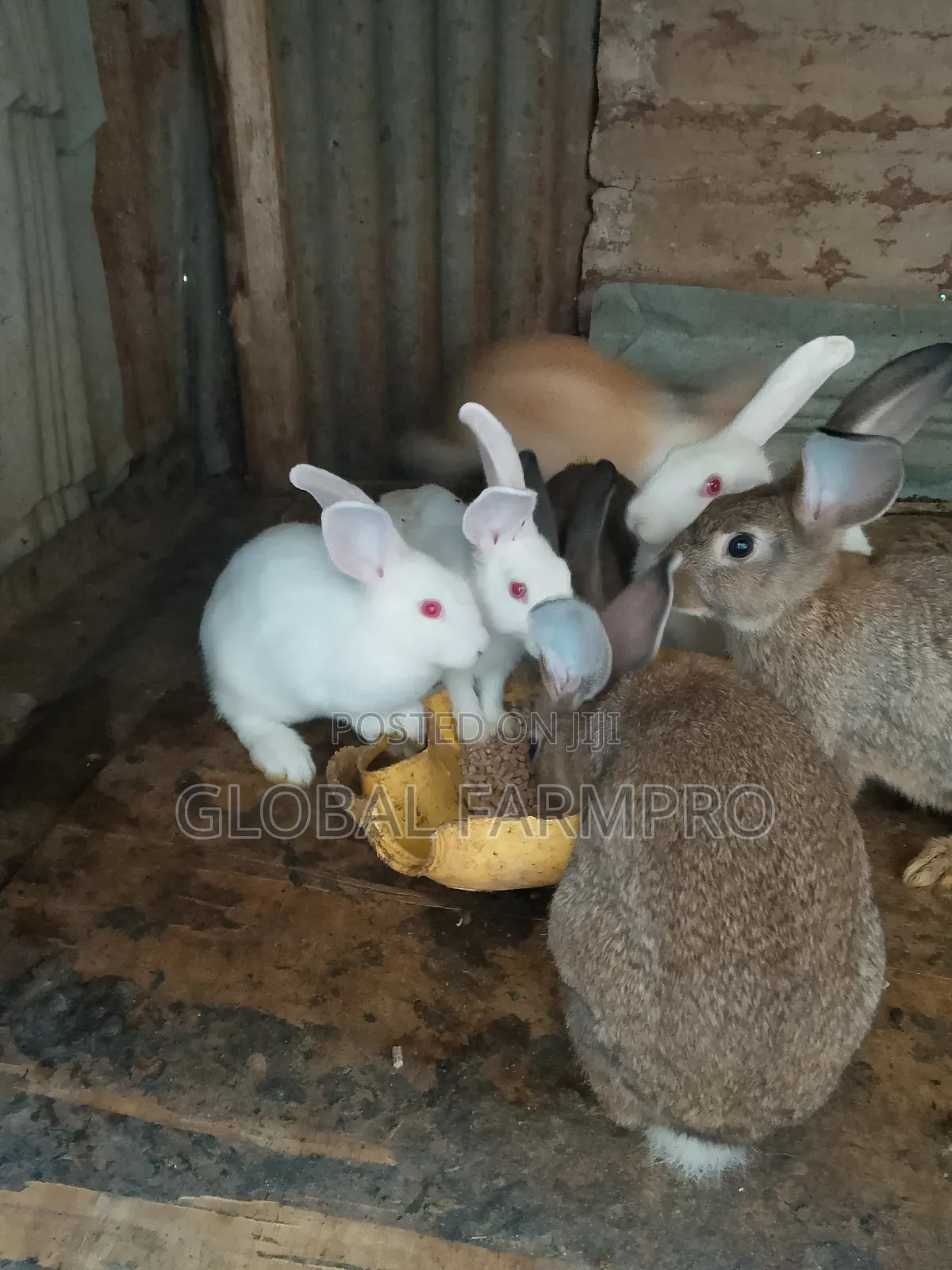 Rabbits on Sale