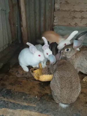 Rabbits on Sale