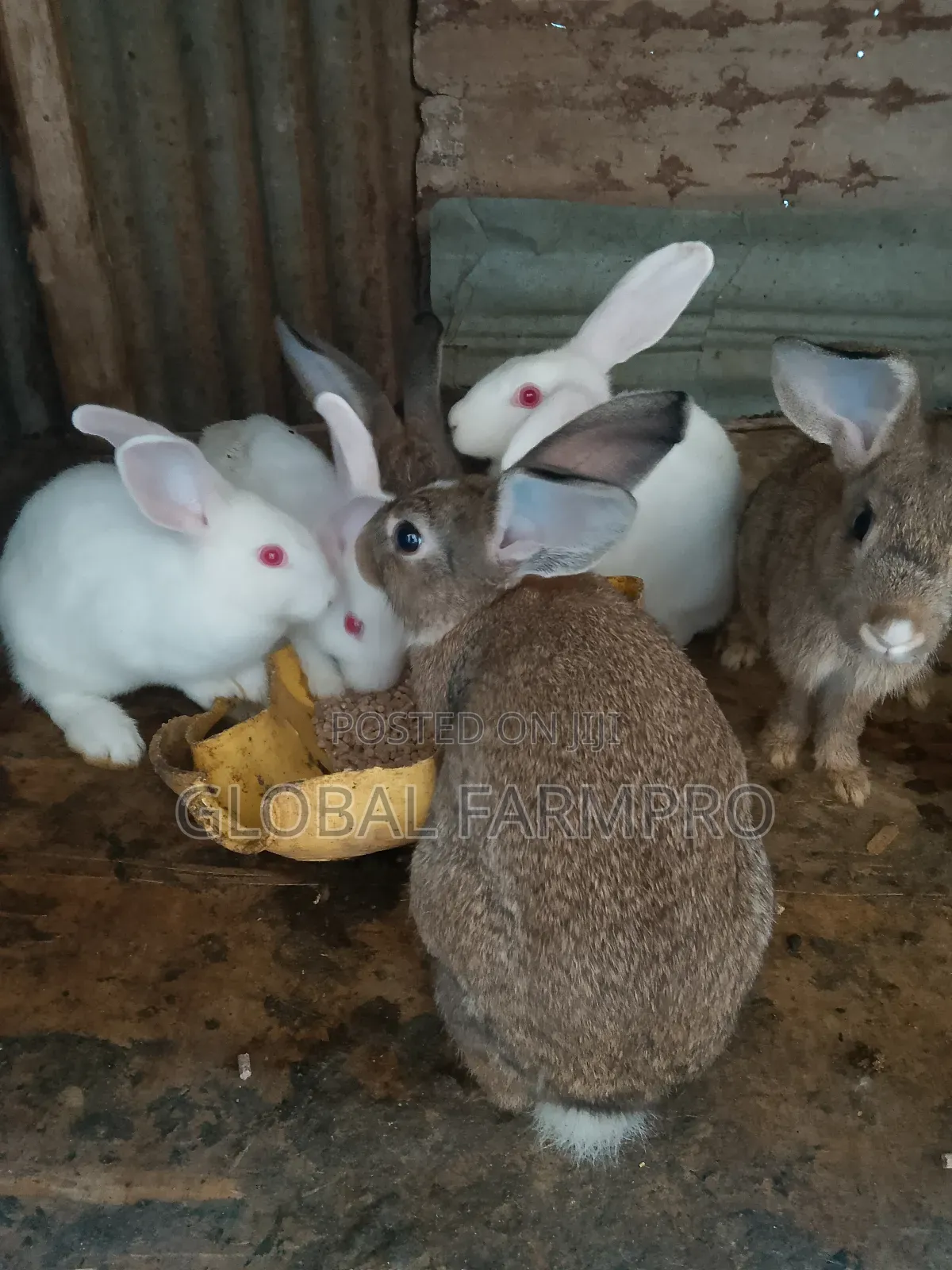 Rabbits on Sale
