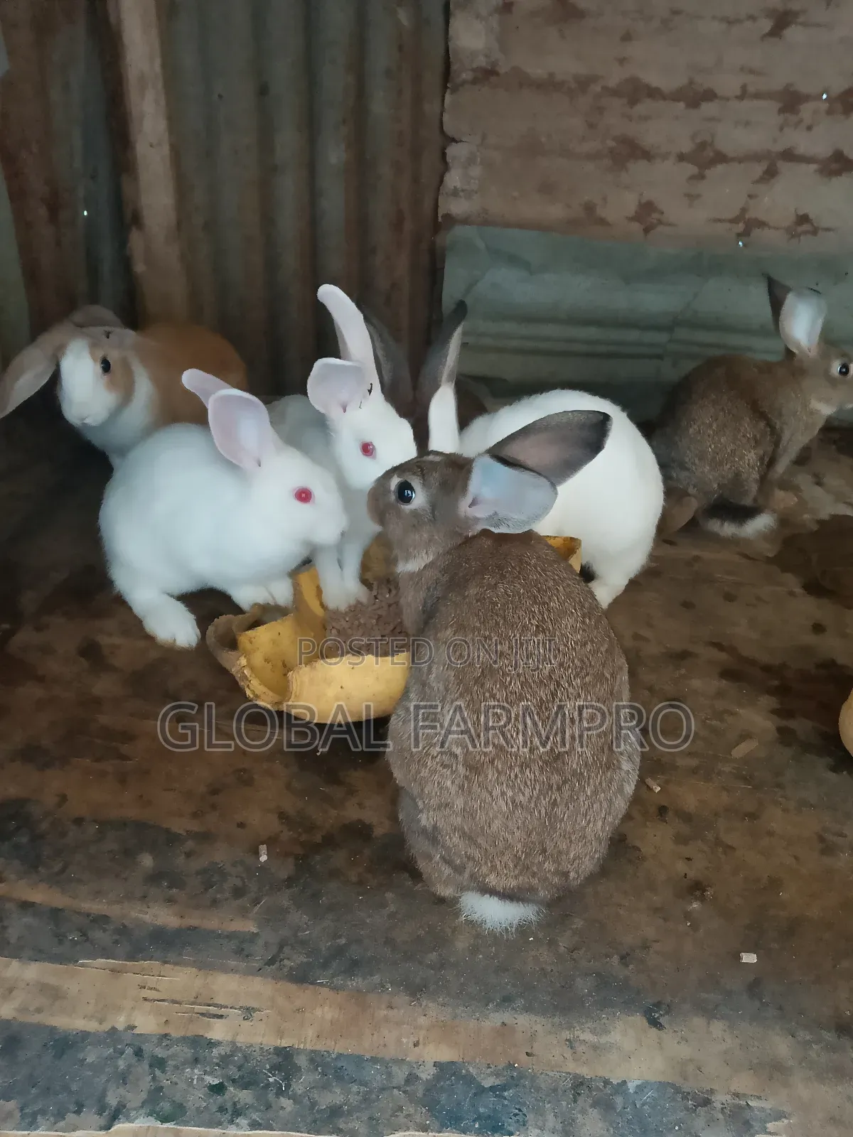 Rabbits on Sale