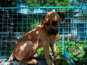 Stud Services