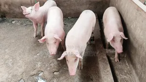 Pregnant Pigs