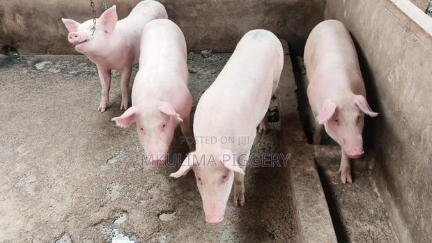 Pregnant Pigs - thumbnail 3