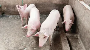 Pregnant Pigs