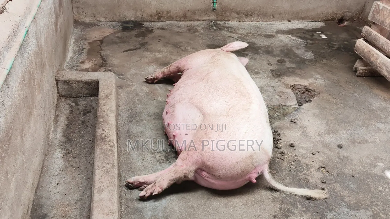 Pregnant Pigs