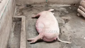 Pregnant Pigs