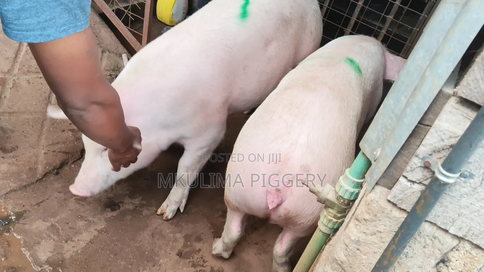 Pregnant Pigs