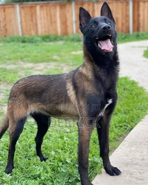3-6 months Male Purebred Belgian Malinois