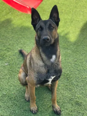 3-6 months Male Purebred Belgian Malinois