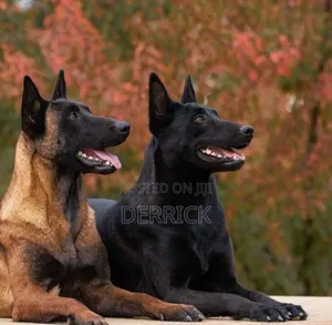 3-6 months Male Purebred Belgian Malinois