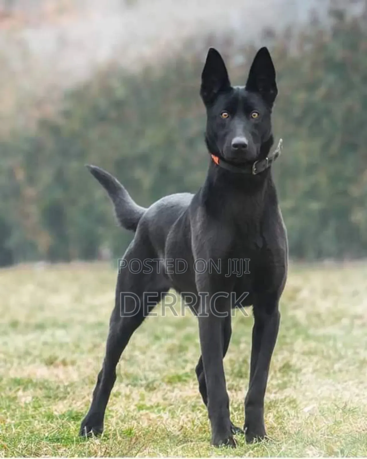 3-6 months Male Purebred Belgian Malinois