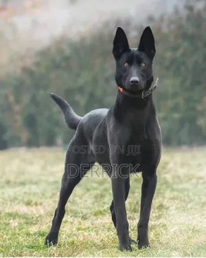 3-6 months Male Purebred Belgian Malinois